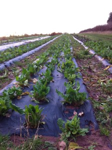 Chard in sunset, Carey Organic