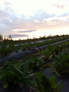 Chard in sunset, Carey Organic