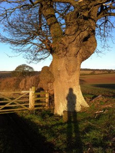 Oak near Hole-in-the-Wall