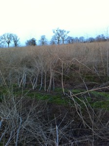 Oilseed rape (?) at How Caple