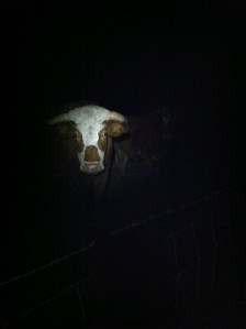 Bull looms out of the dark at Capler Camp