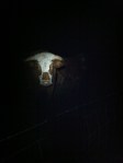 Bull looms out of the dark at Capler&nbsp;Camp